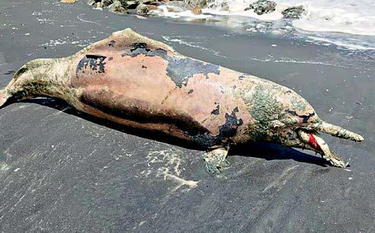 DOLPHINS BEACHED, KERALA FRETS